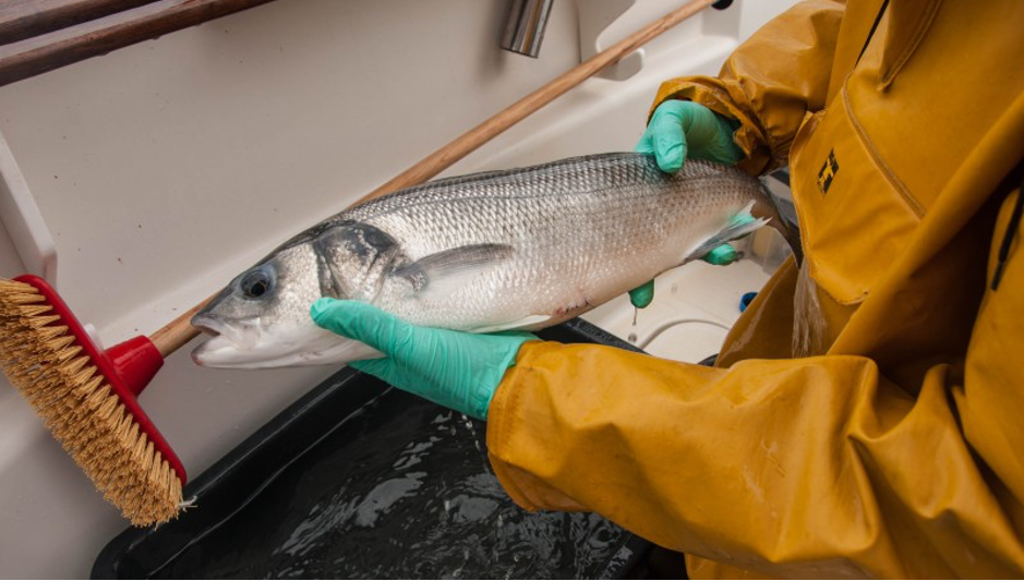 Gloved researcher handling fish at VLIZ Marine Observation Centre