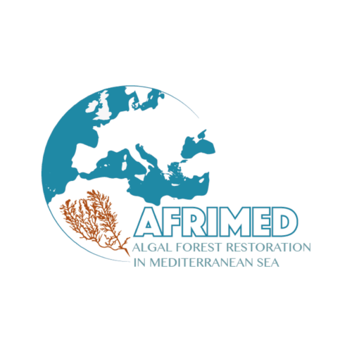 Stakeholder meeting of AFRIMED EU project – Restoring macroalgal forests in the Mediterranean Sea: are we ready for scaling up?