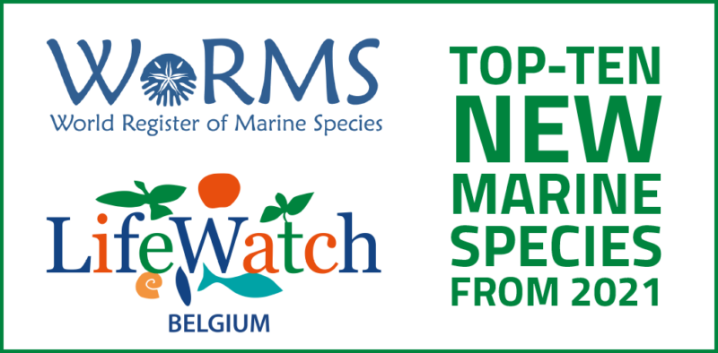 Ten remarkable new marine species from 2021