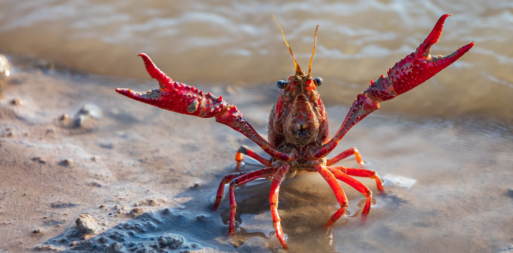 procambarus clarkii