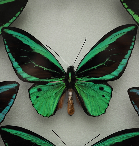 taxonomist appreciation day