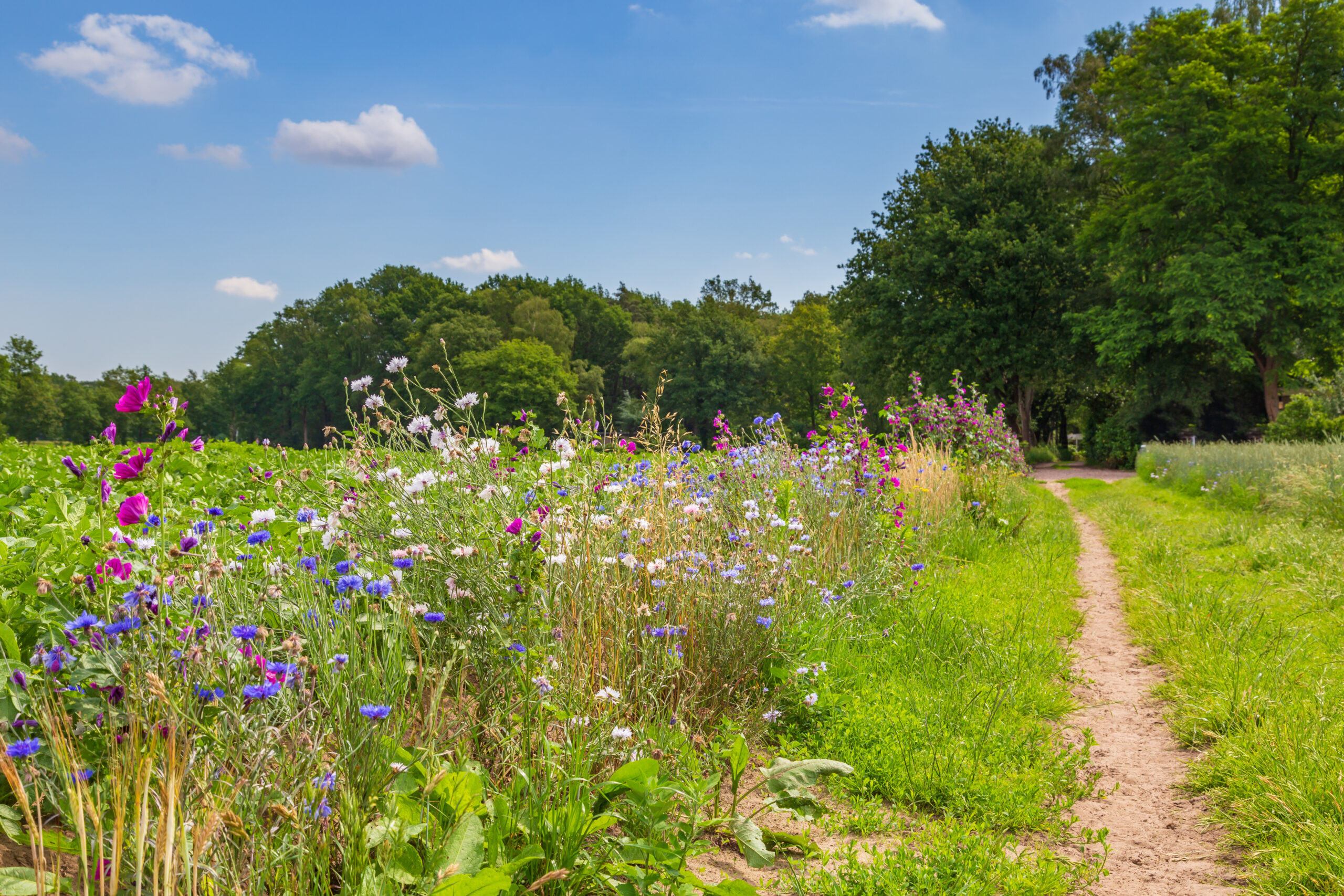 Agrobiodiversity – LifeWatch ERIC