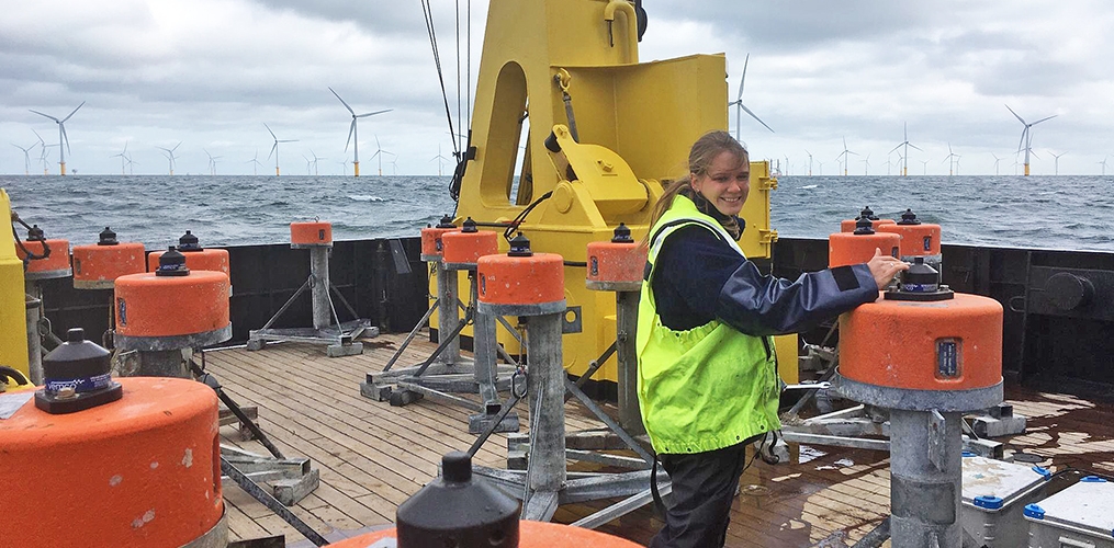 LifeWatch Belgium User Story: There’s no plaice like an offshore wind farm
