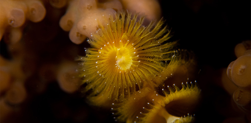 International Polychaete Conference