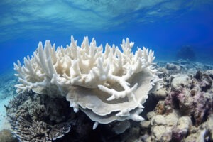 Coral bleaching on reef