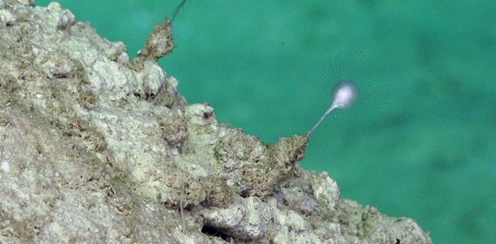 WoRMS released the 2023 top ten new marine species