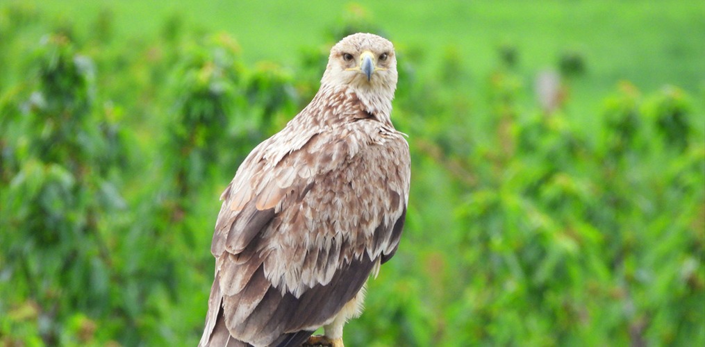 Three new artificial nests in Bulgaria to protect European Green Belt biodiversity