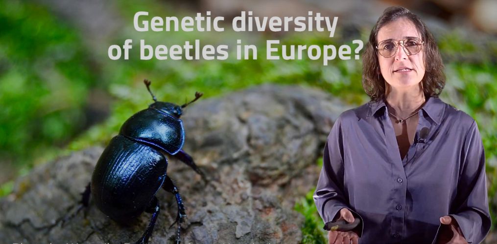 A revolution in conservation research with FAIR data and biodiversity Digital Twins