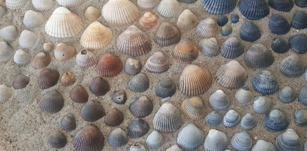 Shells species