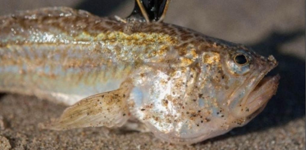 weever fish