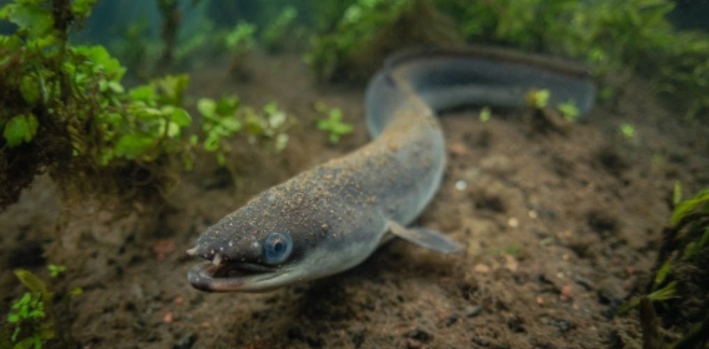 Eel migration