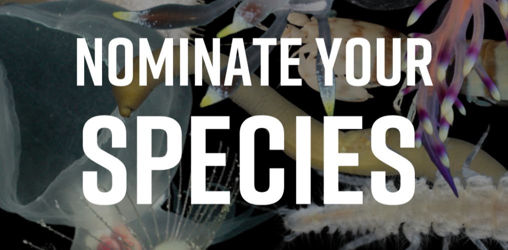 WoRMS Top Ten Marine Species of 2025 (1)