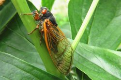 Cicadidae