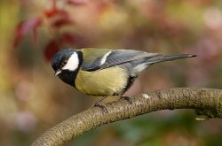 Parus major