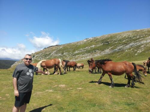 Alta Navarra Horses Juanmi