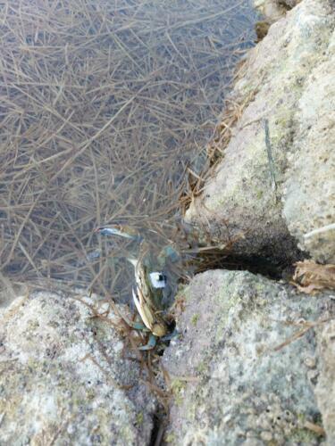 Blue Crab Tagged