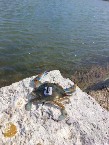 Blue Crab Tagged + Released