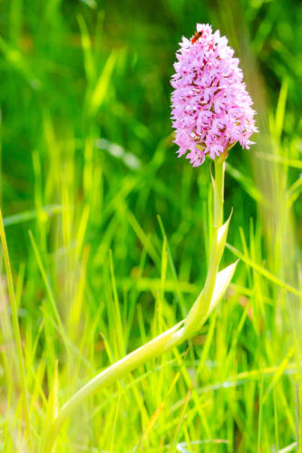 Anacamptis pyramidalis (L.) Rich., 1817 MM 20160418 Palude del Conte 136 scale