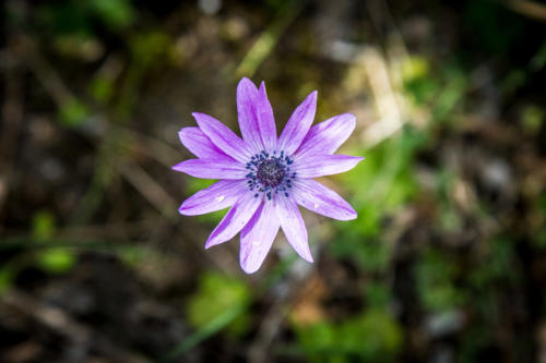 Anemone hortensis L. MM Cesine  MG 4943 DA STAMPARE scale