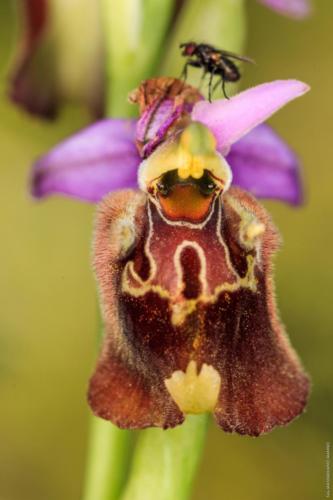 Ophrys holosericea apulica (O. Danesch  E. Danesch) Buttler 1986 MM 20160415 Cesine 203 DA STAMPARE