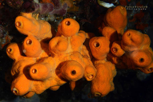 Invertebrates