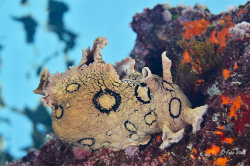 Aplysia dactylomela S Maria al Bagno