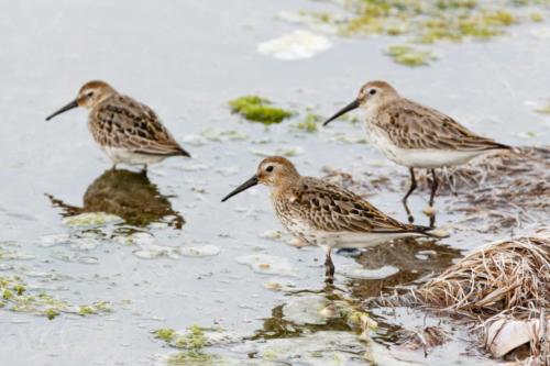 Calidris alpina Linnaeus, 1758 MM 20150926 Lesina 209