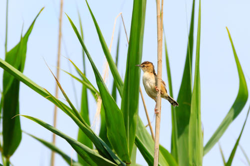 Cisticola juncidis  Rafinesque, 1810 MM 150608 Torre Guaceto 0097 DA STAMPARE