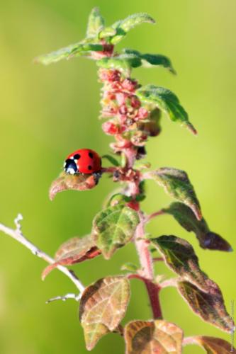 Coccinella septempunctata MM Linnaeus 1758 20160331 Cesine 010