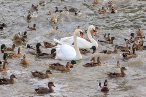 Cygnus olor Gmelin, 1789 MM 20150926 Lesina 227 DA STAMPARE