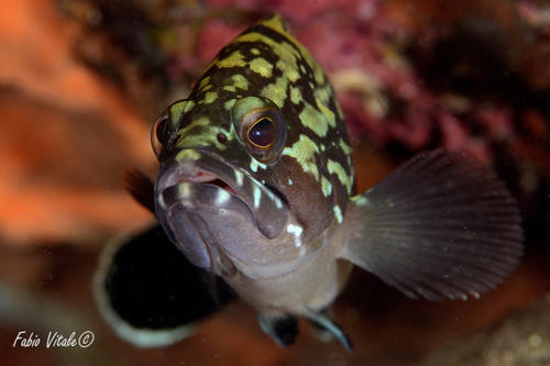 Epinephelus marginatus Lowe, 1834 fabio Vitale