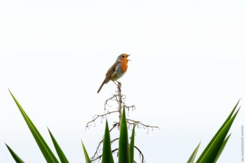 Erithacus rubecula Linnaeus, 1758 MM 20151211 Torre Colimena 137