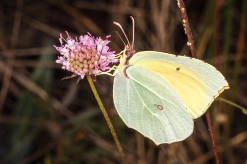 Gonepteryx cleopatra Linnaeus, 1767 MM 150608 Torre Guaceto 0119 DA STAMPARE