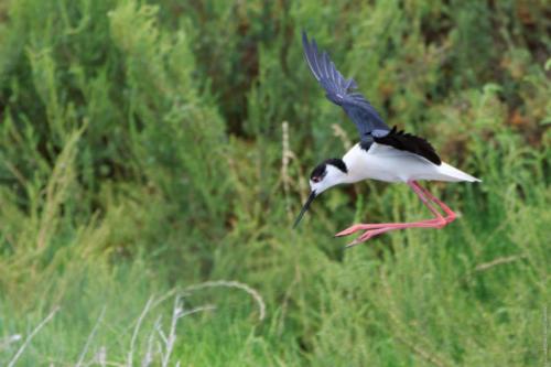 Himantopus himantopus Linnaeus, 1758 MM 20150523 Margherita di Savoia 389 DA STAMPARE