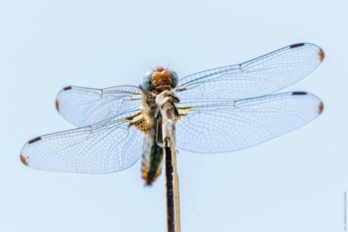 Libellula depressa Linnaeus 1758 MM 150608 Torre Guaceto 0112 DA STAMPARE