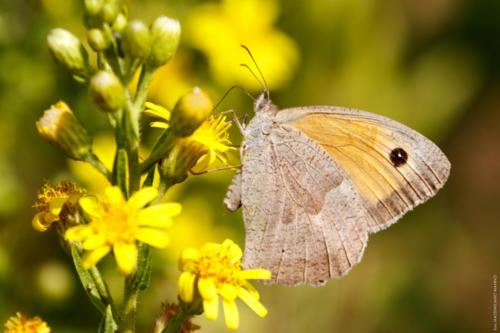 Maniola jurtina Linnaeus, 1758 MM 20150927 Varano 007 DA STAMPARE