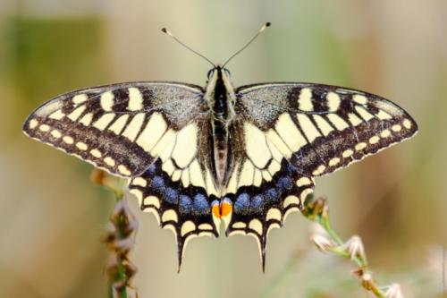 Papilio machaon Linnaeus, 1758 MM 20150926 Lesina 050 DA STAMPARE