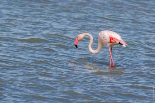 Phoenicopterus roseus Pallas, 1811 MM 20160304 Torre Colimena 080 DA STAMPARE