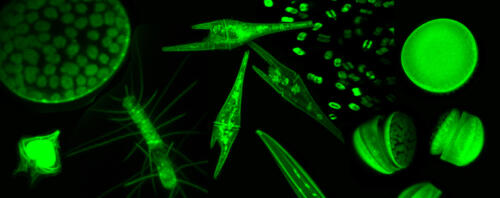 Phytoplankton-confocal-microscopy