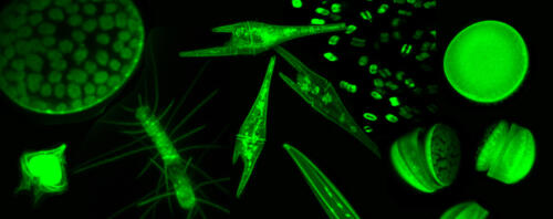 Phytoplankton-confocal-microscopy