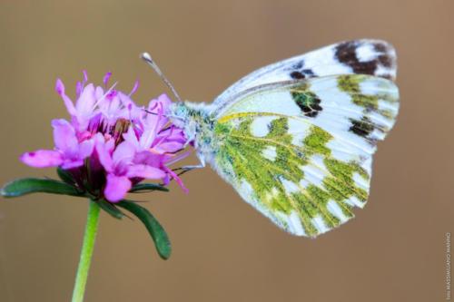 Pontia daplidice Linnaeus 1758 MM 20150927 Margherita di Savoia 028-Modifica