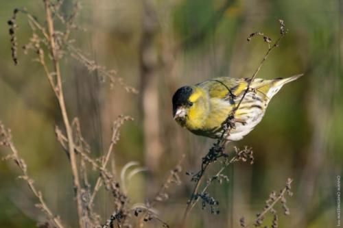 Spinus spinus Linnaeus, 1758 MM 20160122 Lesina049