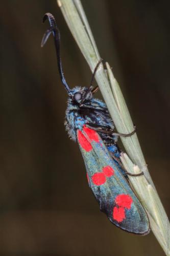 Zygaena filipendulae Linnaeus 1758 MM 150608 Torre Colimena 0108-Modifica