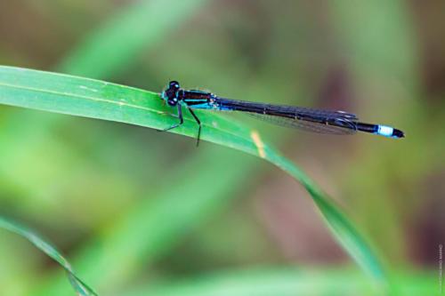 libellula sp. MM 20150424 Cesine 013 DA STAMPARE