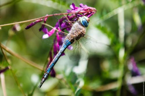 libellula sp. MM 20150424 Cesine 091 DA STAMPARE